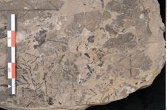 Foto (Detailansicht) von Cassia pseudophaseolites Ettingshausen (NHMW-GEO-2024-0188-10131b)